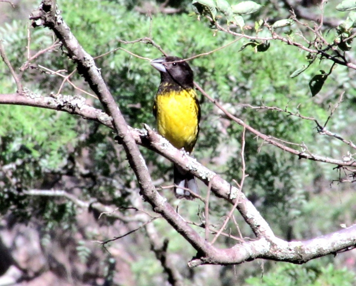 Black-backed Grosbeak - ML647246923