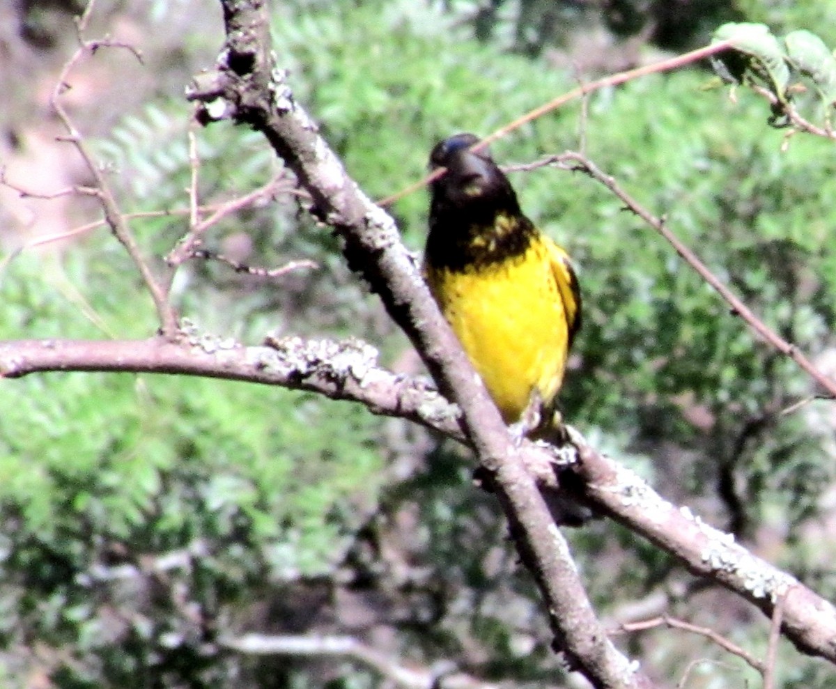 Black-backed Grosbeak - ML647246924