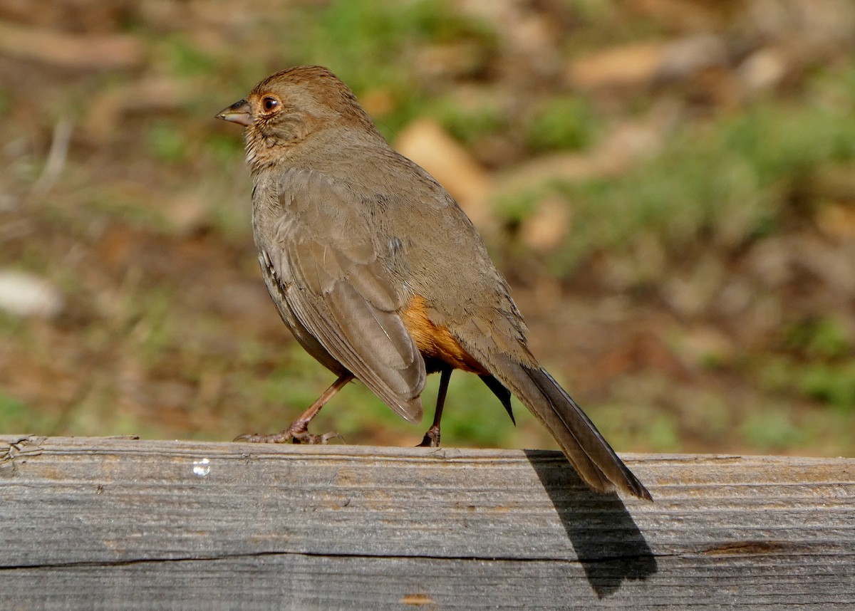 California Towhee - ML647246925