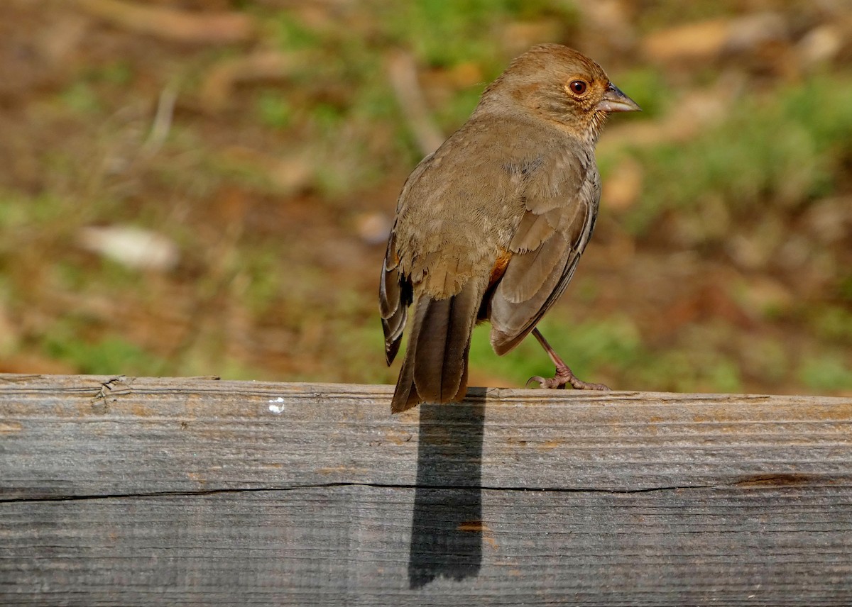 California Towhee - ML647246926