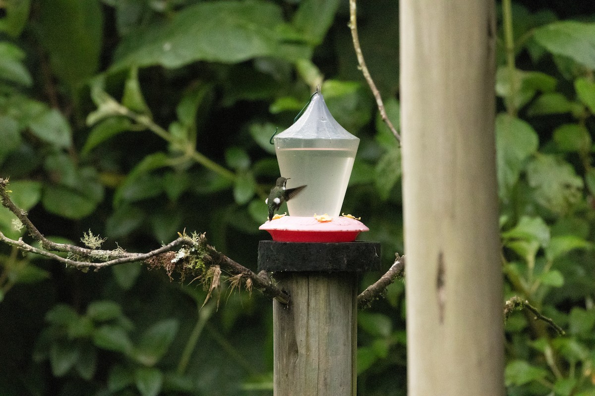 Ak Göbekli Ormanyıldızı - ML647246941