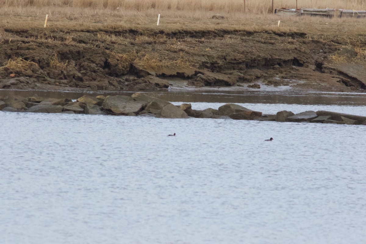 Altıngöz - ML647246943