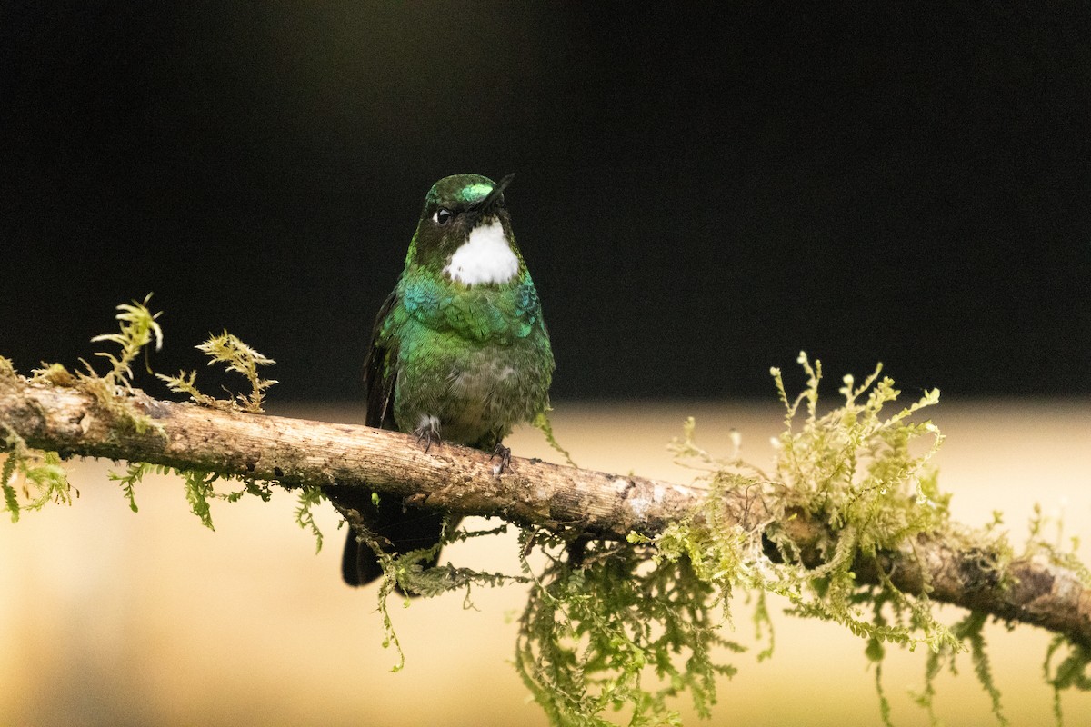 Tourmaline Sunangel - ML647246955