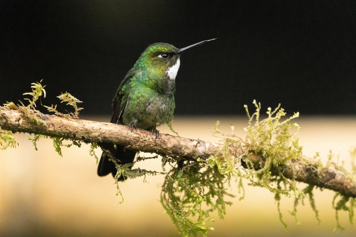 Tourmaline Sunangel - ML647246956