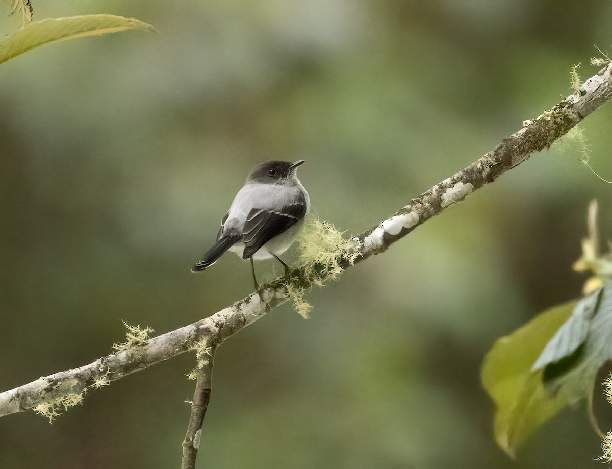 Torrent Tyrannulet - ML647246965