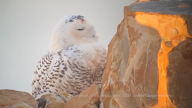 Elur-hontza - ML647246978