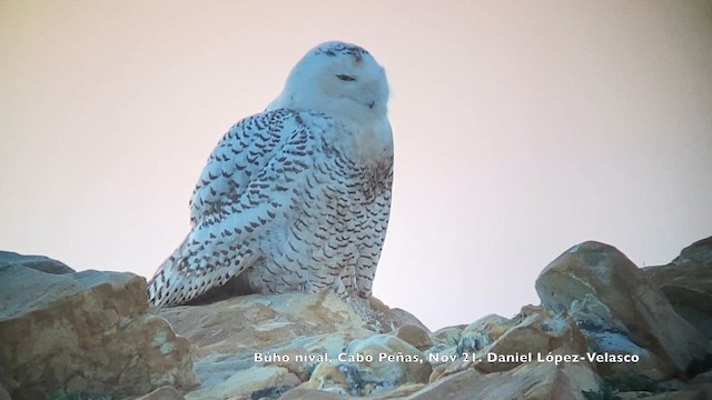 Elur-hontza - ML647246980