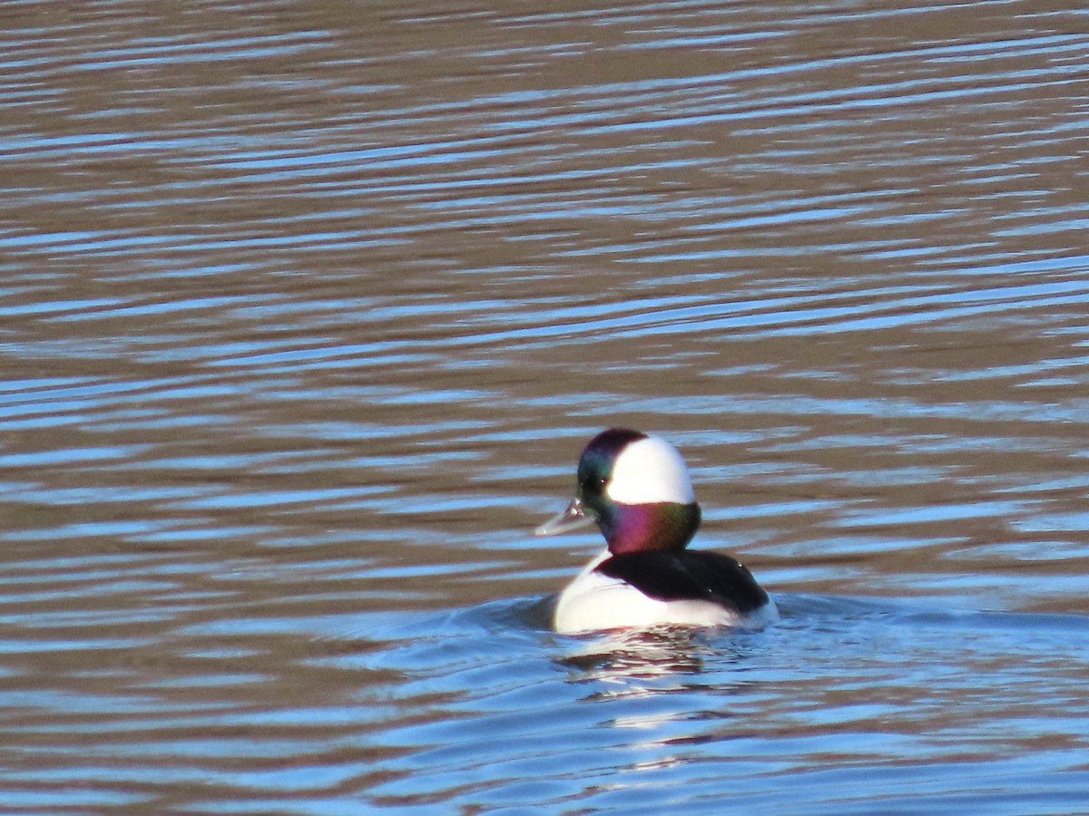 Ak Yanaklı Ördek - ML647246985