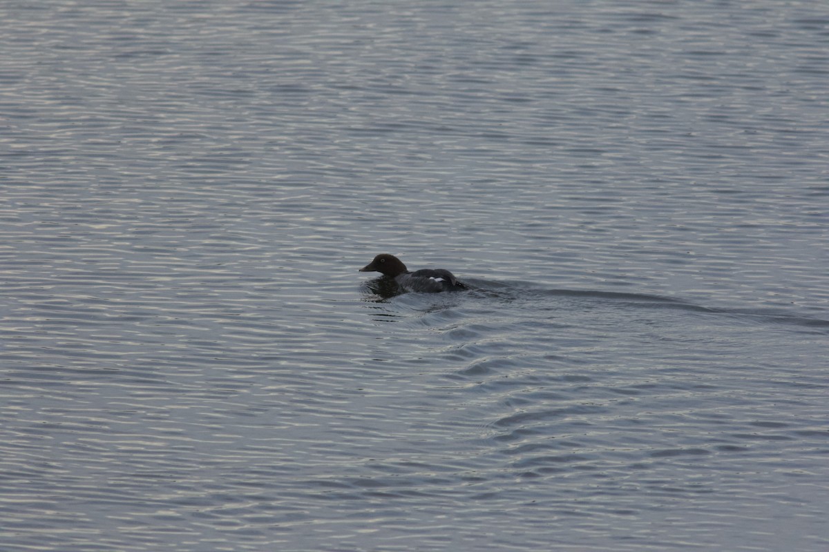 Altıngöz - ML647246986