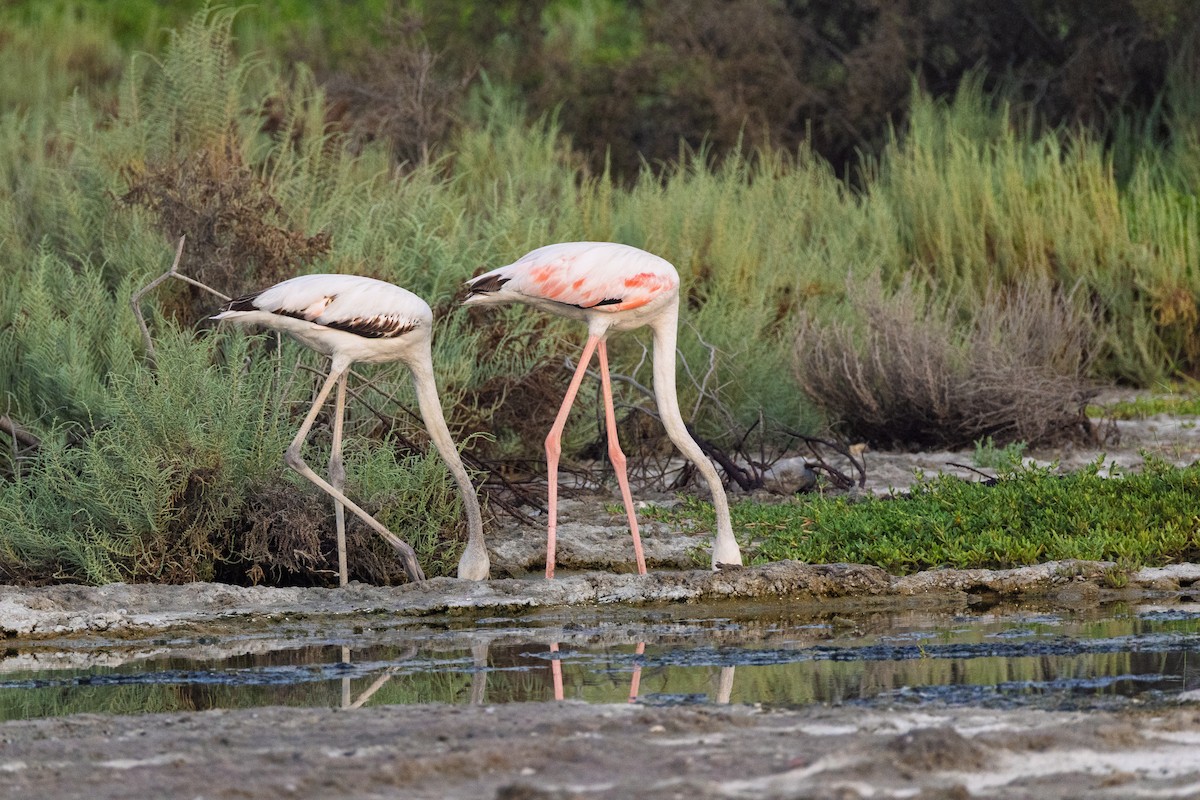 Розовый фламинго - ML647246988