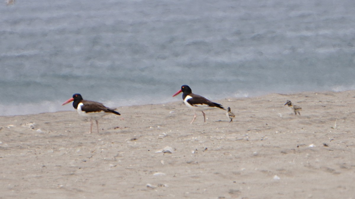 amerikatjeld - ML647246994