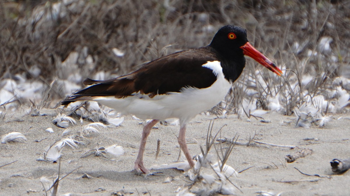 amerikatjeld - ML647246995