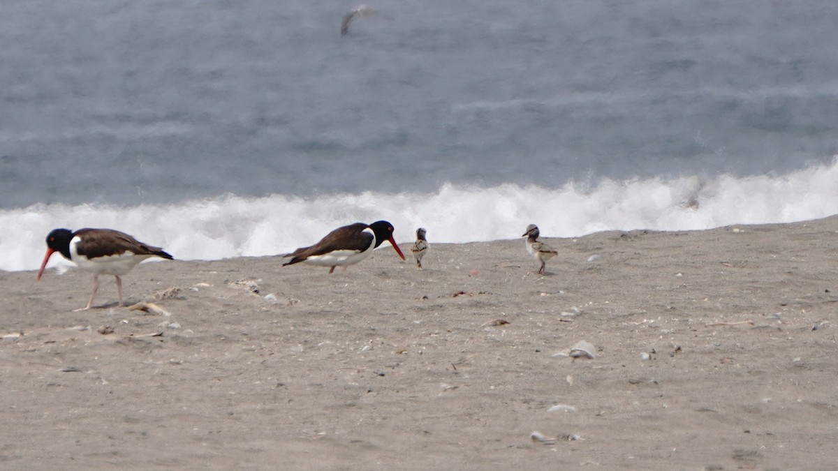 amerikatjeld - ML647246996