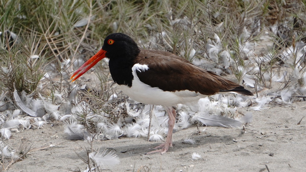 amerikatjeld - ML647246997