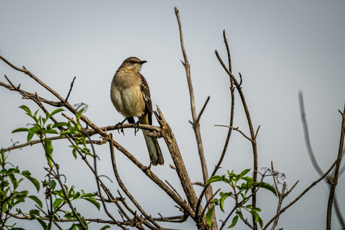 Многоголосый пересмешник - ML647247017