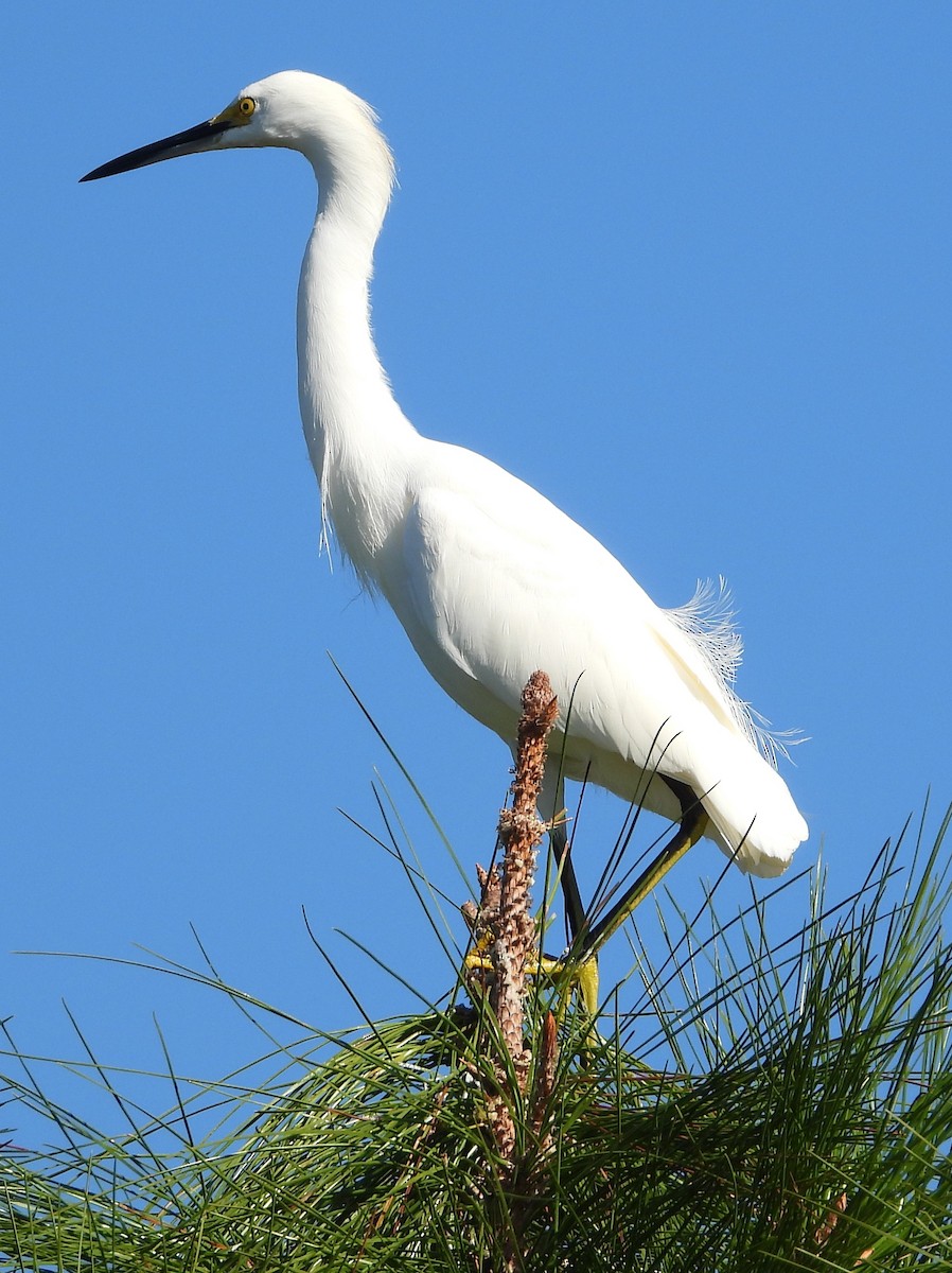 Снежная цапля - ML647247020