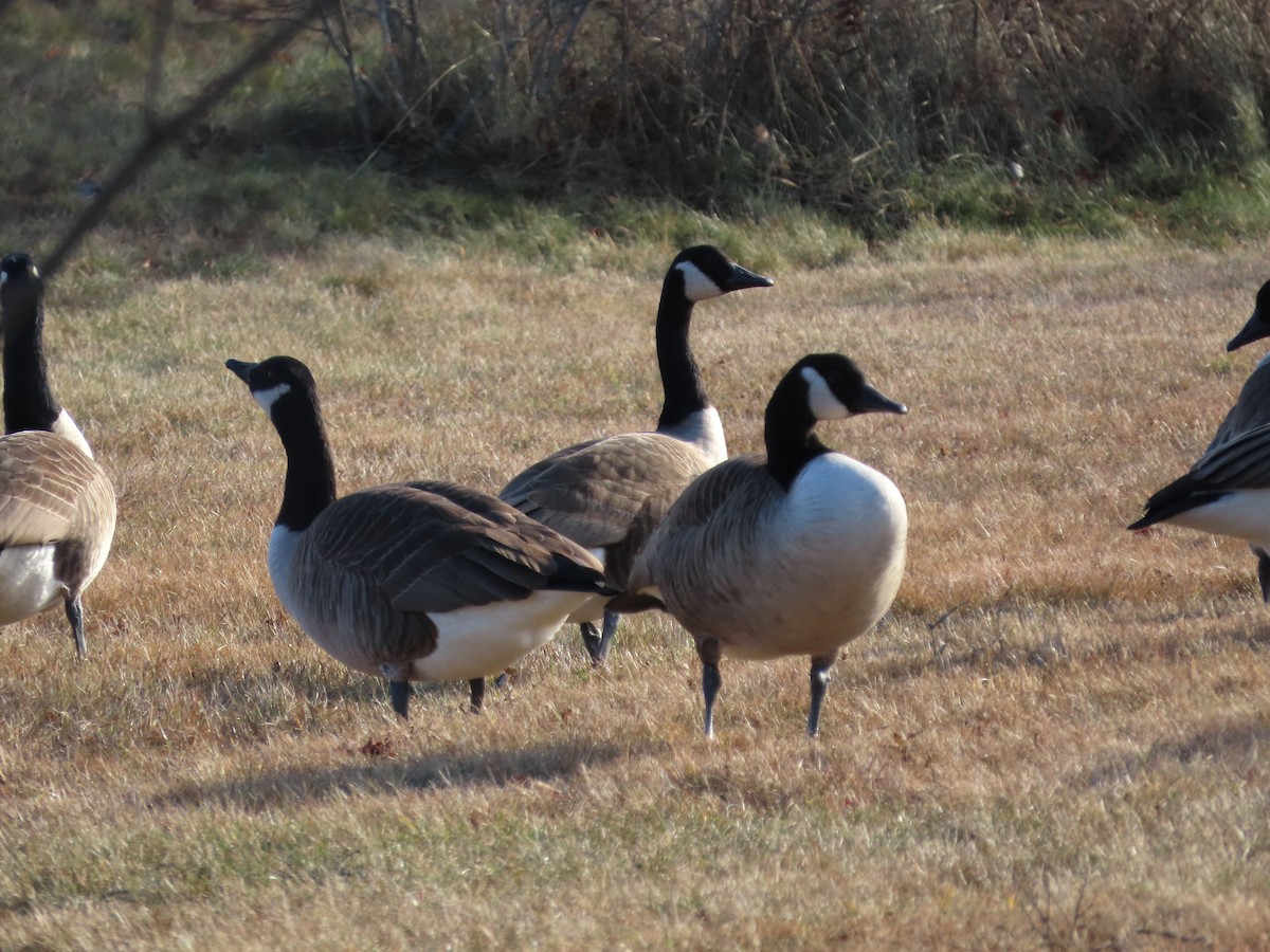 Kanada Kazı - ML647247021