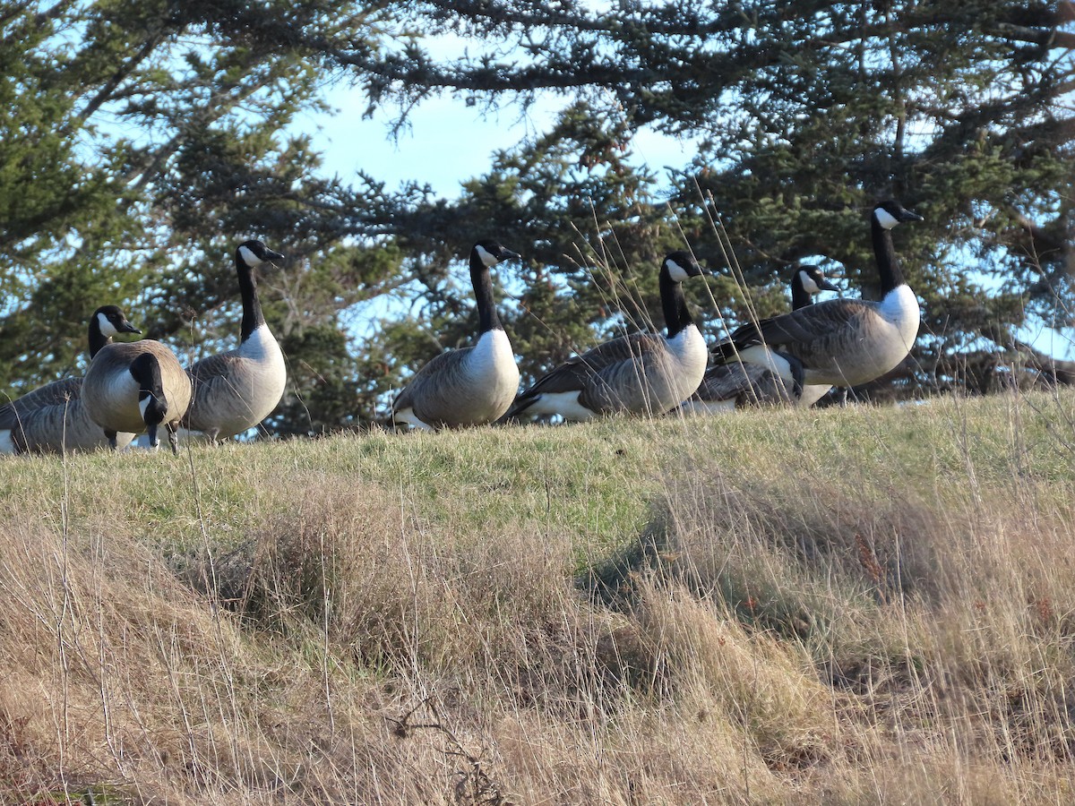 Kanada Kazı - ML647247022