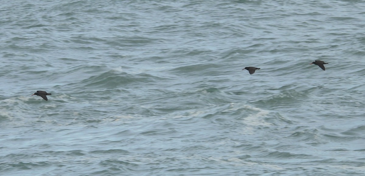 Чёрный кулик-сорока - ML647247023