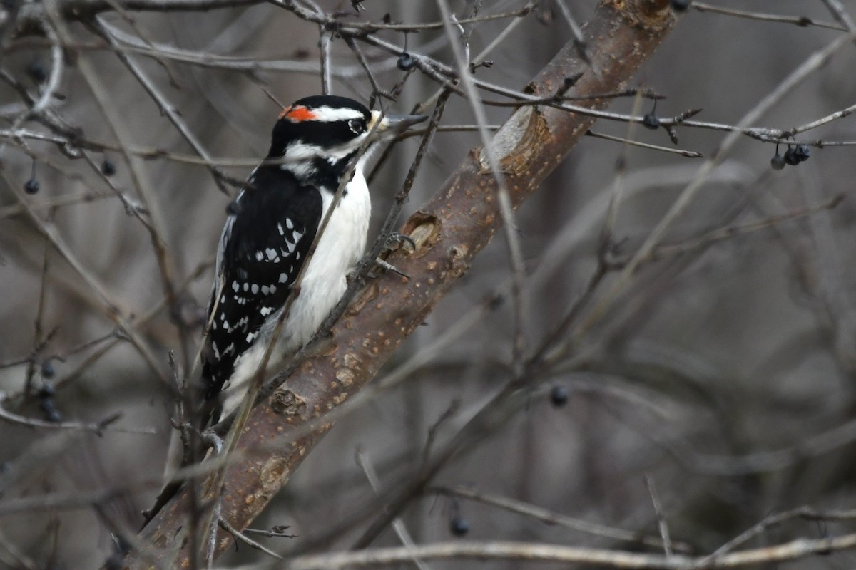 Пушистый дятел - ML647247024