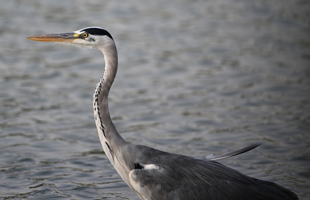 Серая цапля (cinerea/jouyi) - ML647247025