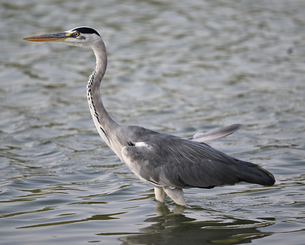 Серая цапля (cinerea/jouyi) - ML647247026