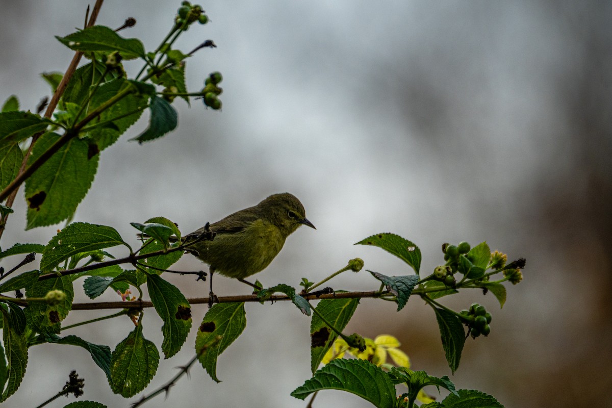 Рыжешапочная древесница - ML647247027