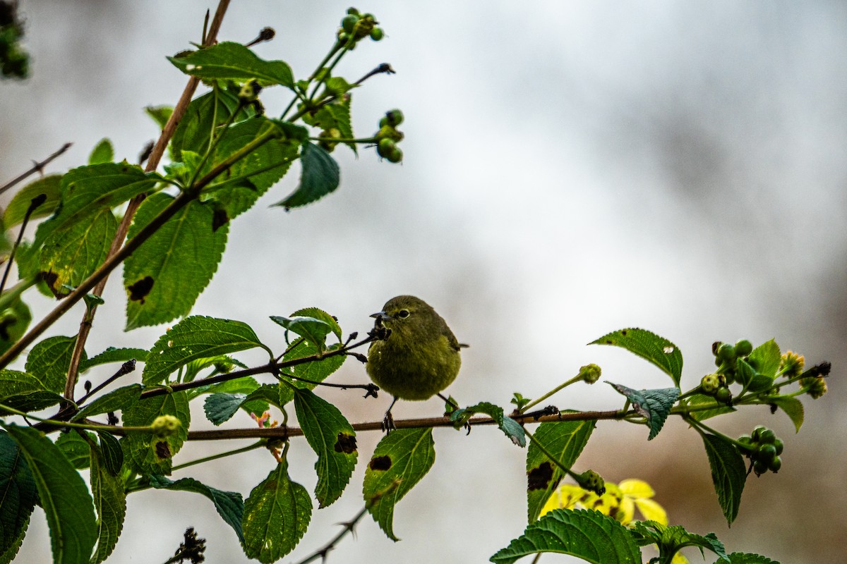 Рыжешапочная древесница - ML647247028