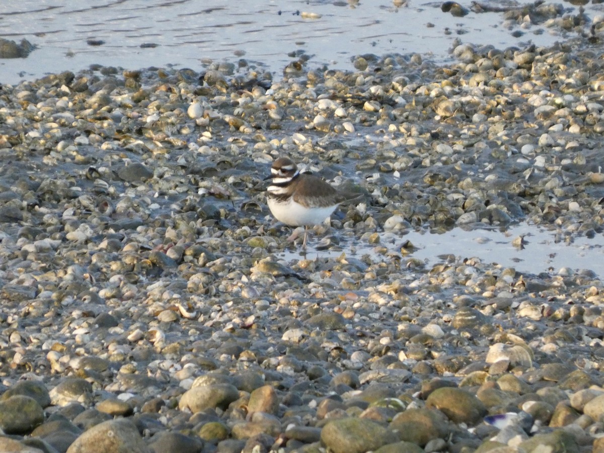 Крикливый зуёк - ML647247029