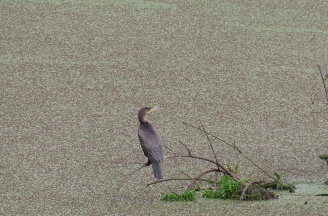 Неотропический баклан - ML647247030