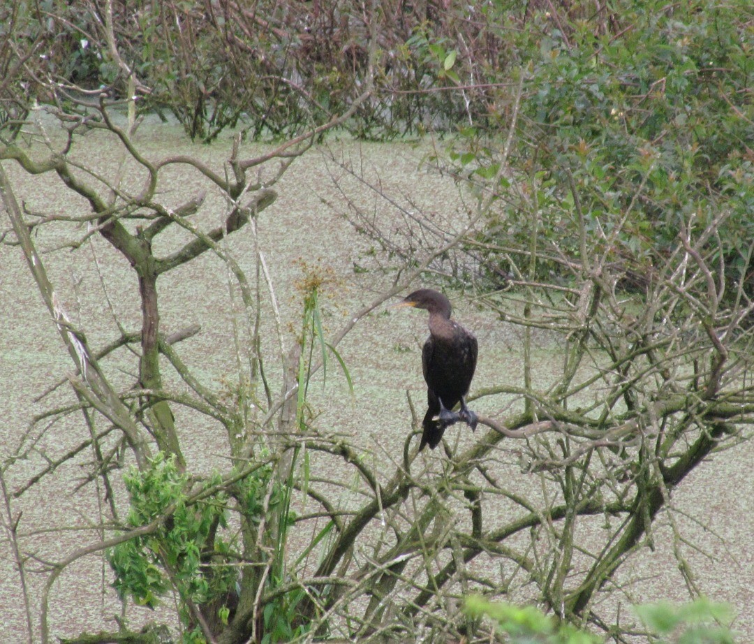 Неотропический баклан - ML647247031