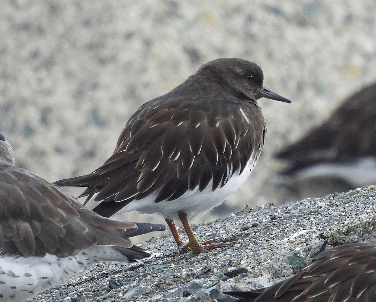 Чёрная камнешарка - ML647247032