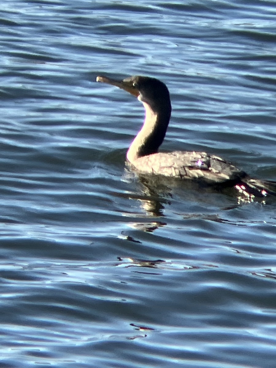 Ушастый баклан - ML647247033