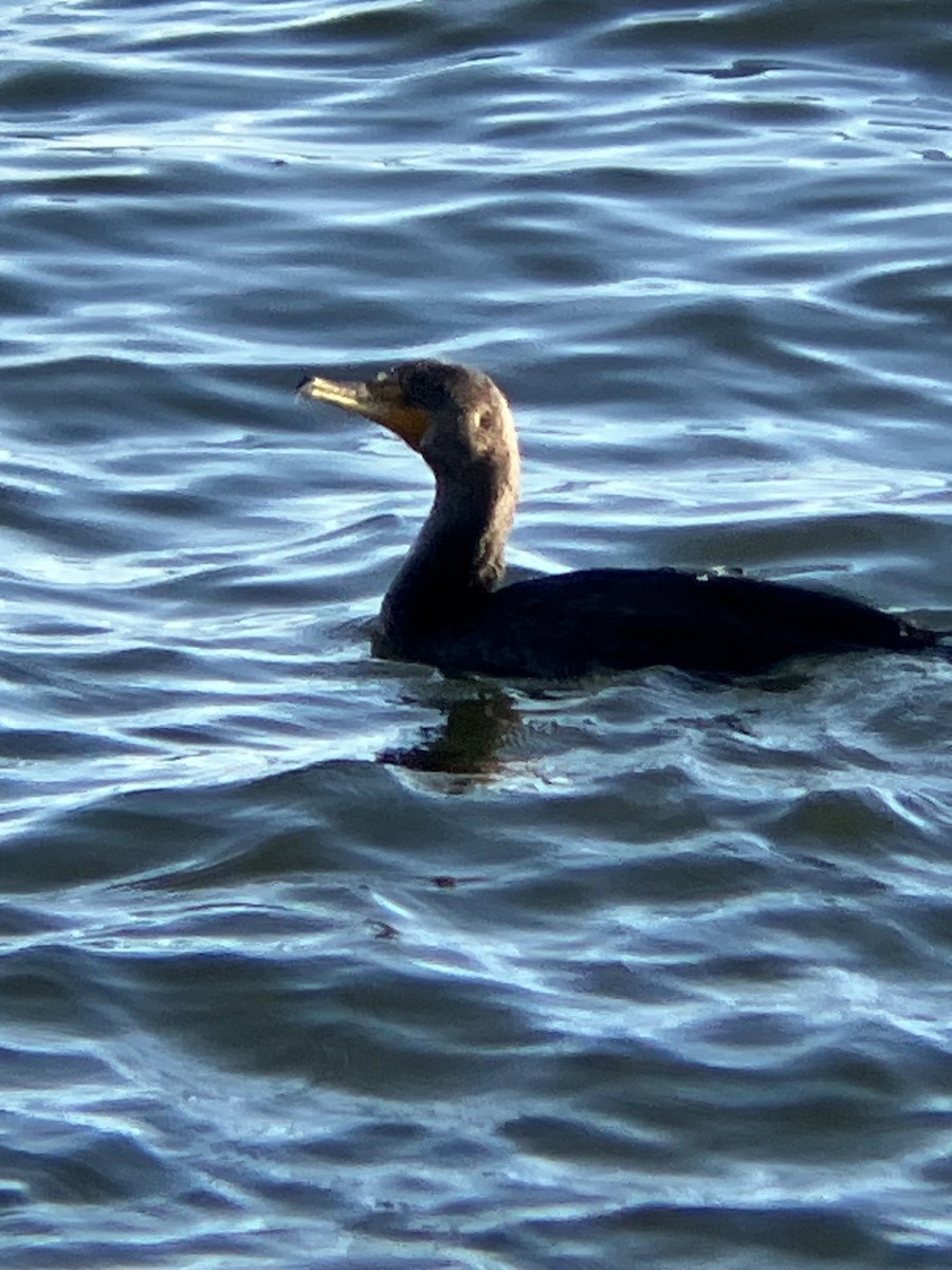 Ушастый баклан - ML647247034