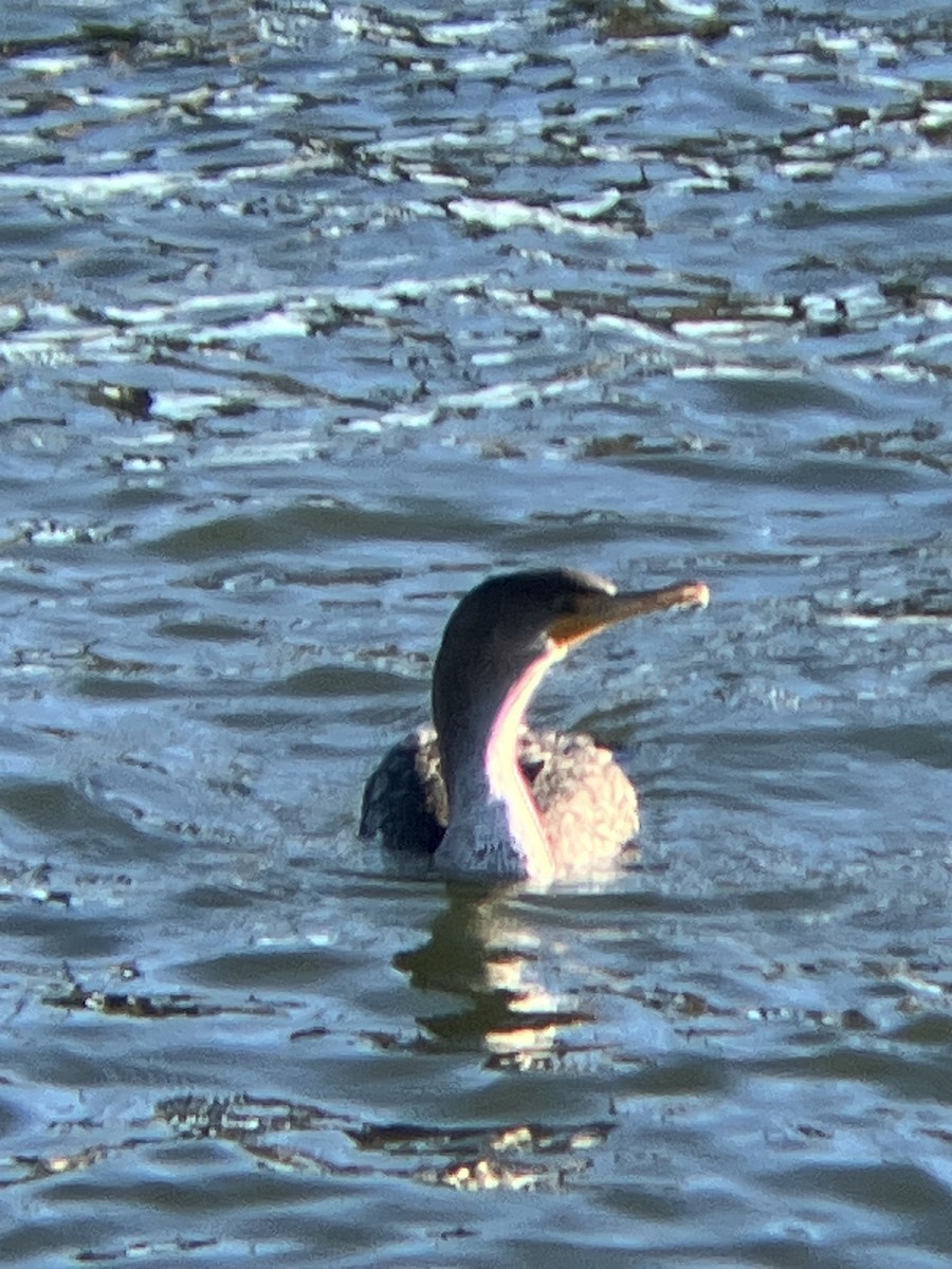 Ушастый баклан - ML647247035