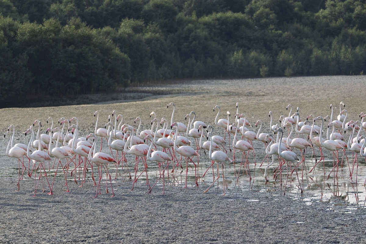 Розовый фламинго - ML647247037