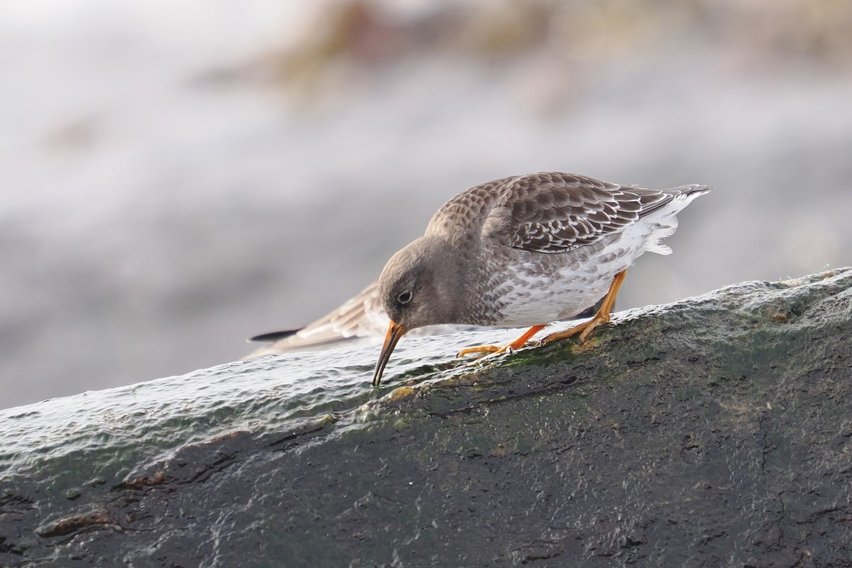 Морской песочник - ML647247038