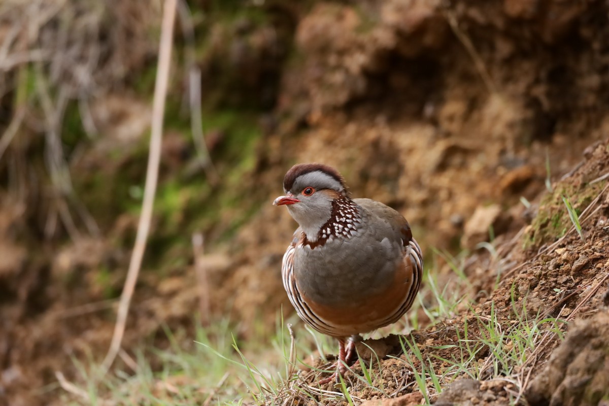 Берберийский кеклик - ML647247039