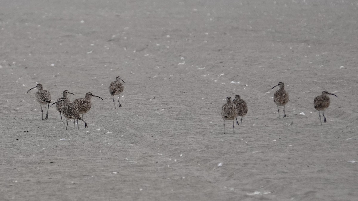 Hudsonian Whimbrel - ML647247040