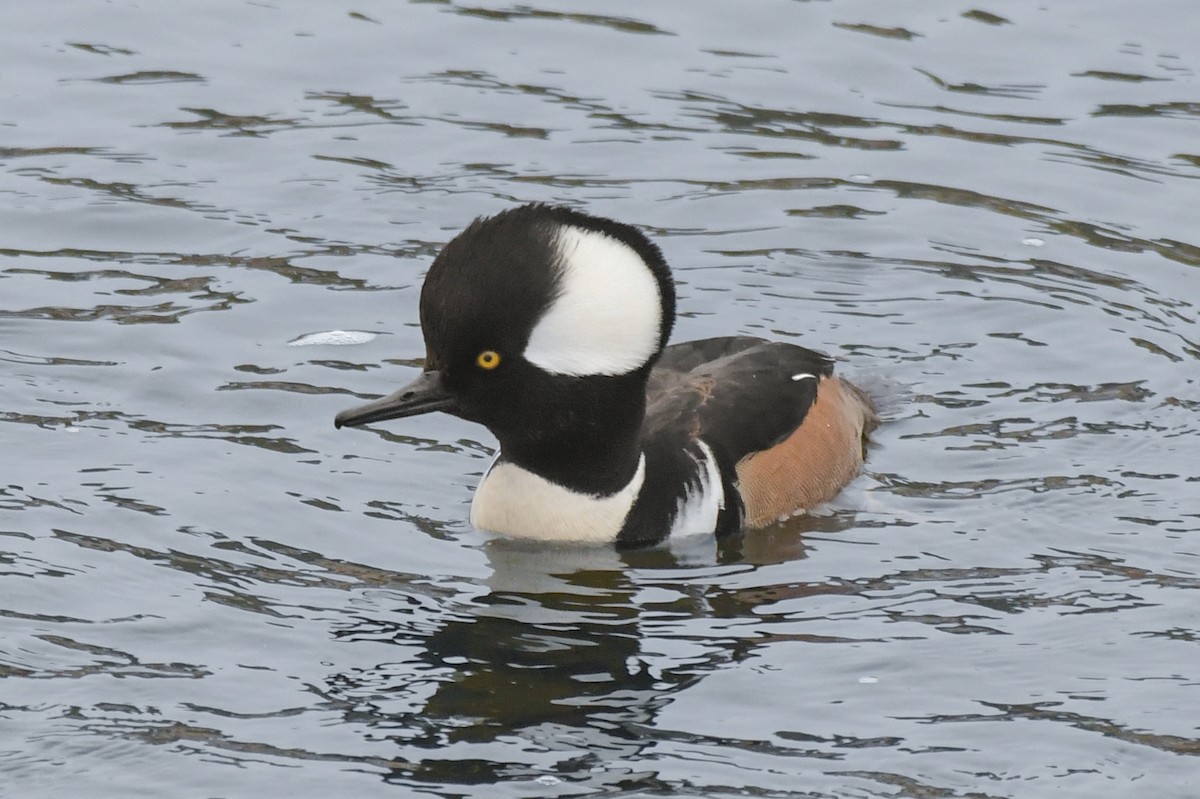 Капюшоновый крохаль - ML647247042