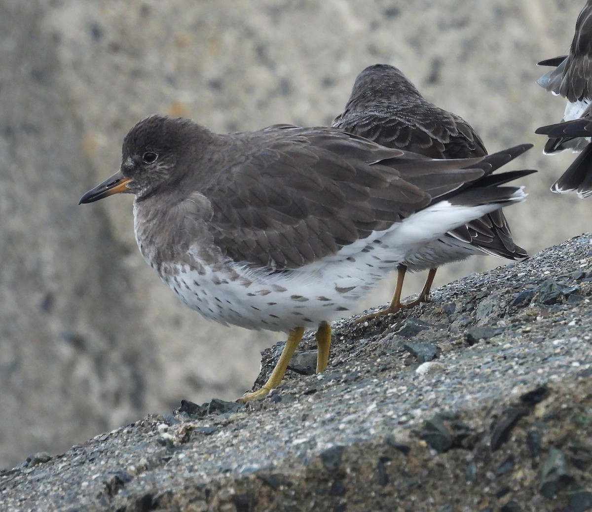 Бурунный песочник - ML647247043