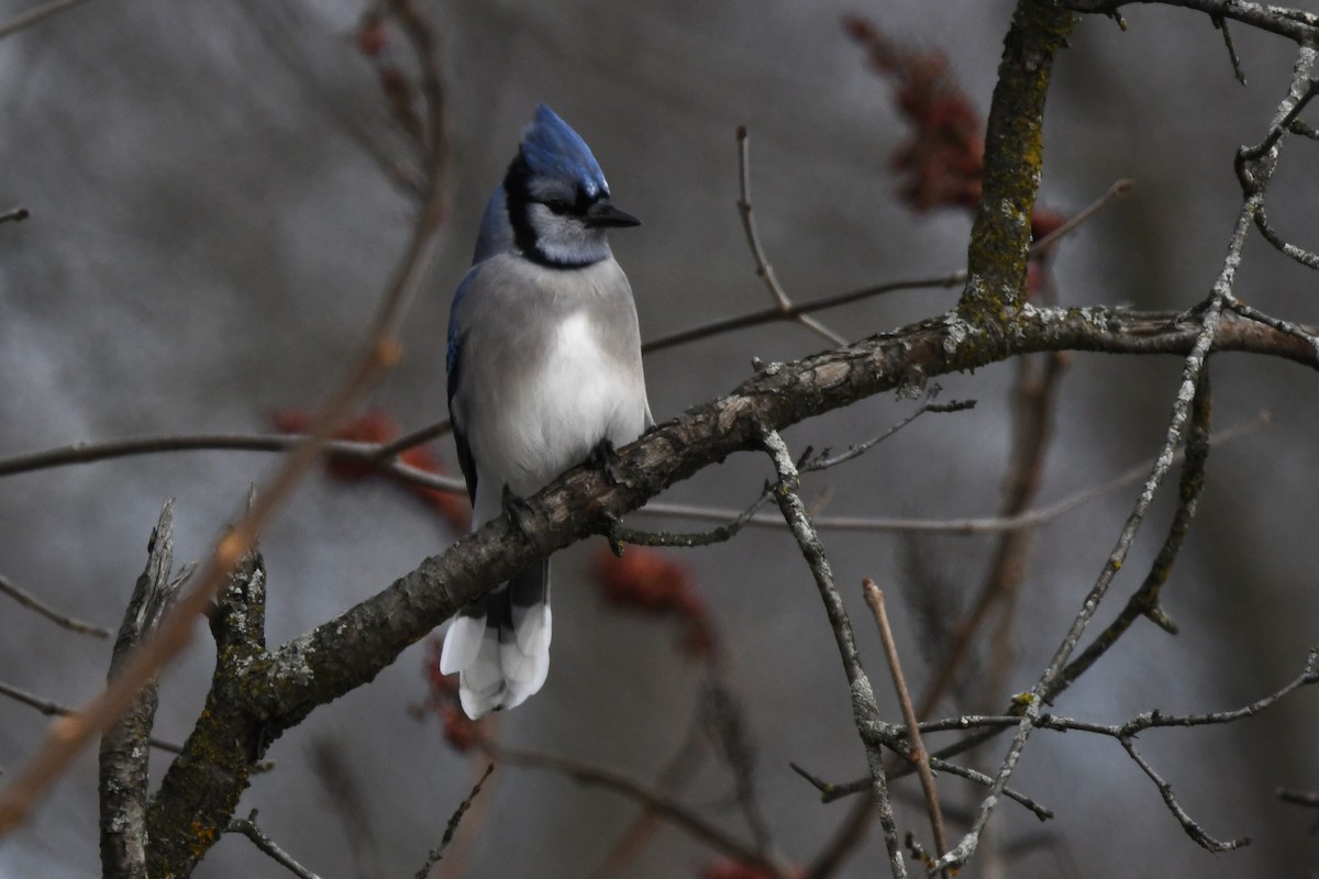 Голубая сойка - ML647247045