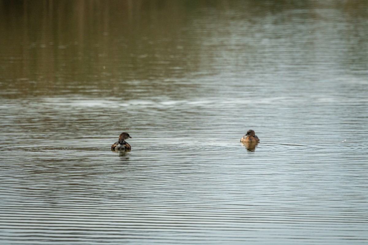 Пестроклювая поганка - ML647247046