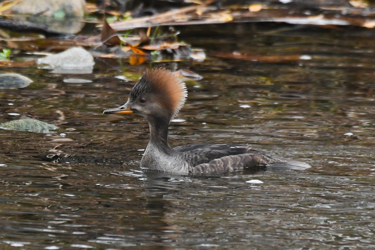 Капюшоновый крохаль - ML647247047