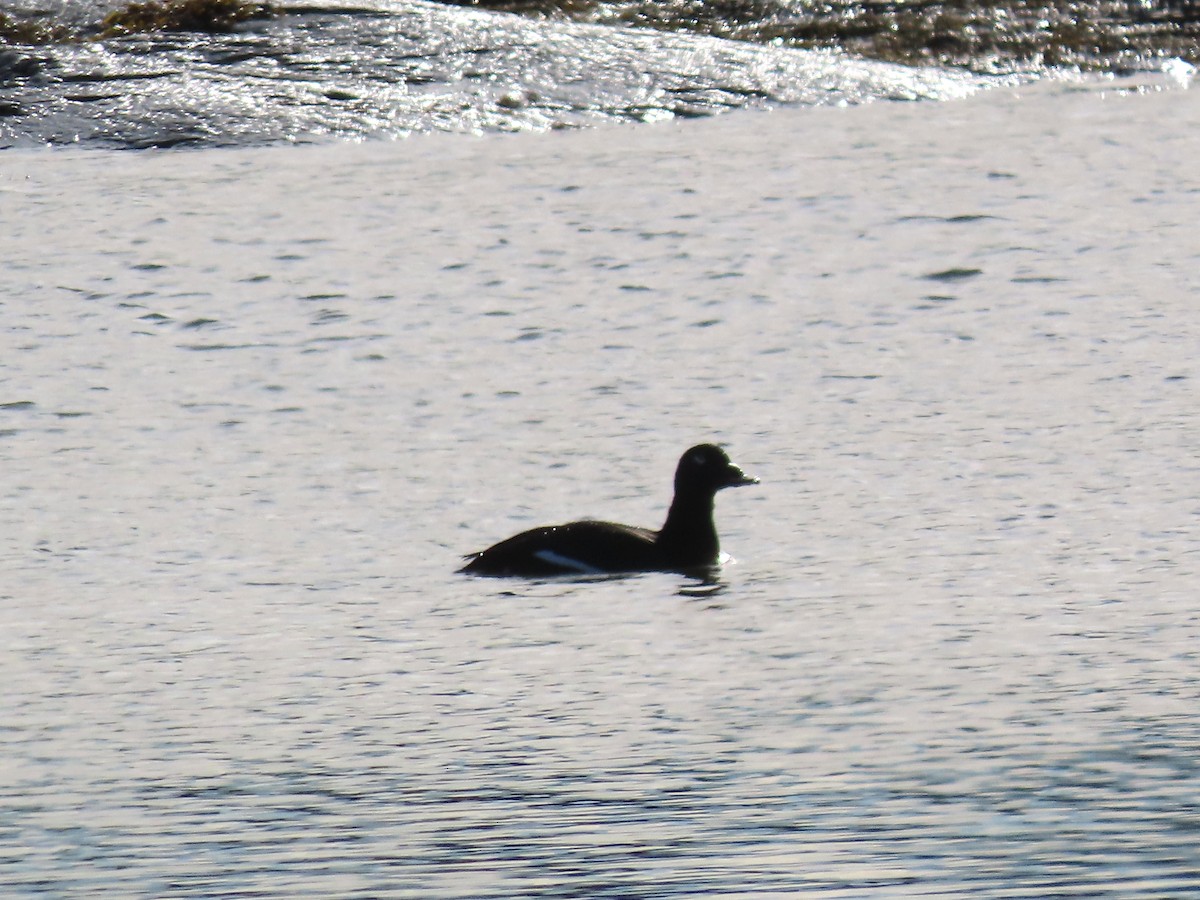 Ak Kanatlı Kadife Ördek - ML647247049