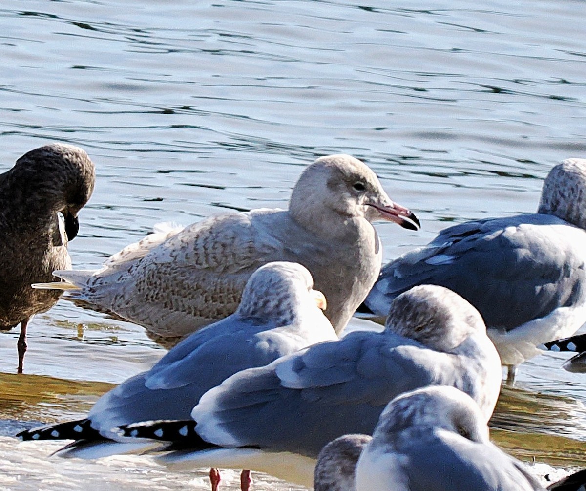 Бургомистр - ML647247053