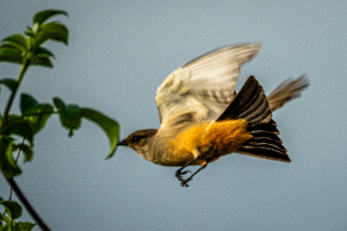 Рыжебрюхий фиби - ML647247054