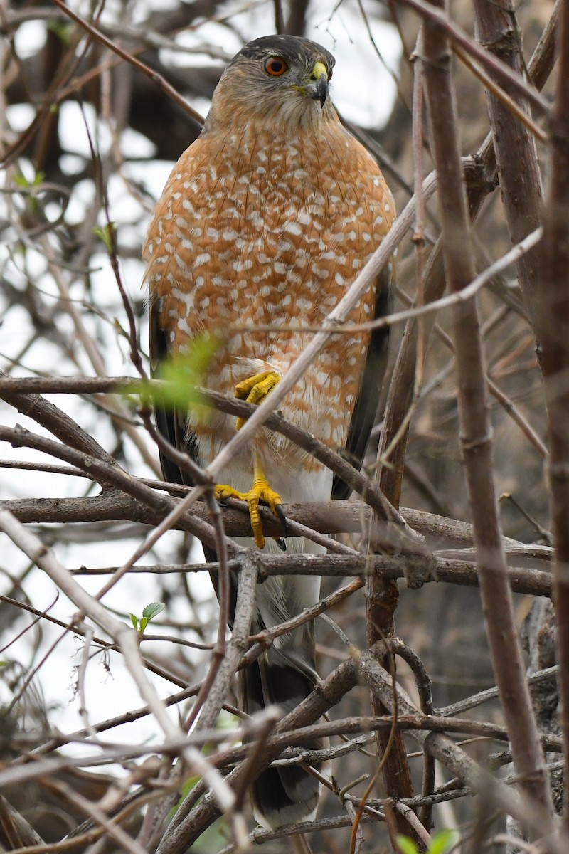 Cooper's Hawk - ML647247057