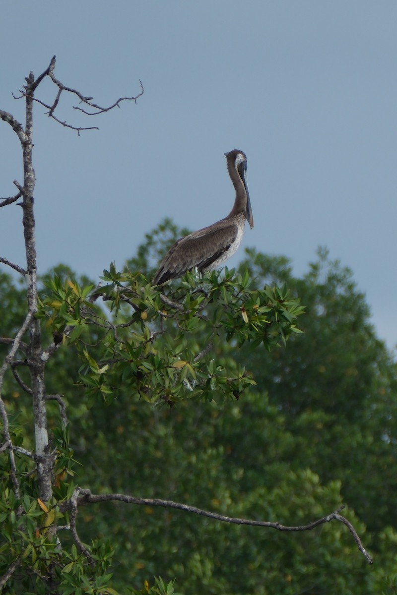 Brown Pelican - ML647247060