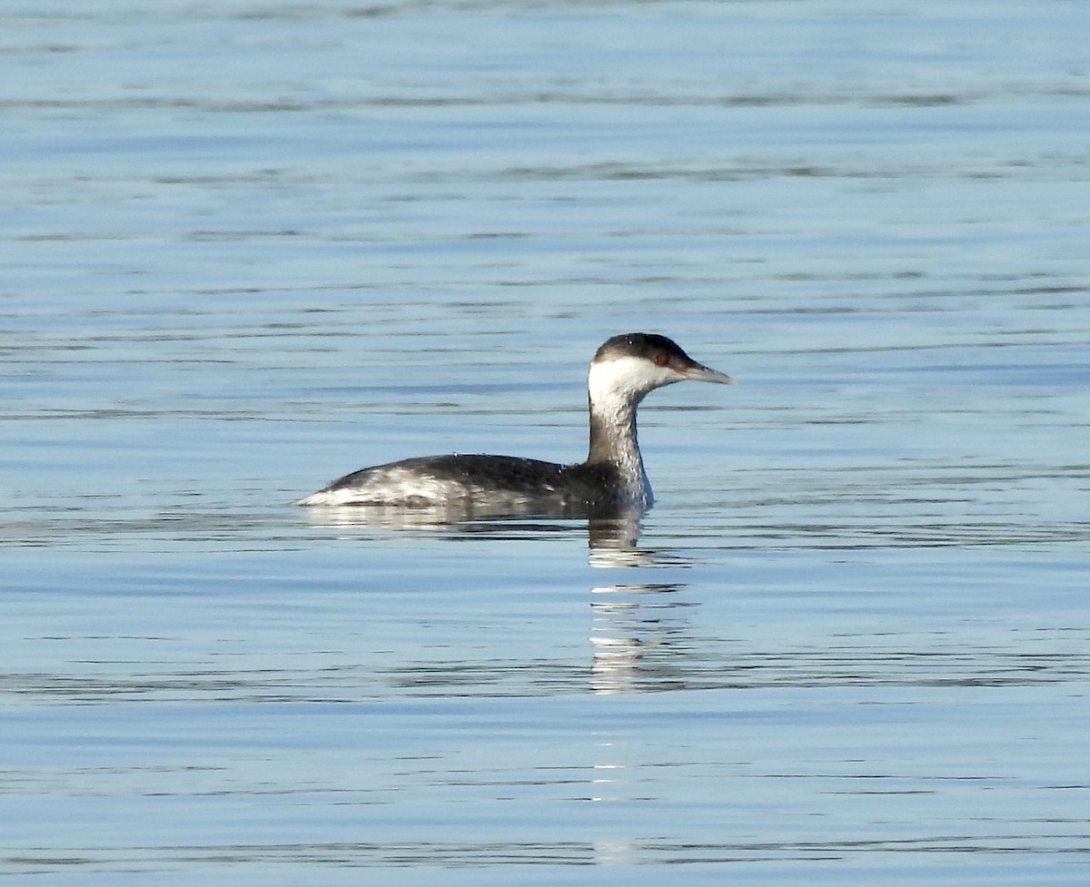 Horned Grebe - ML647247064